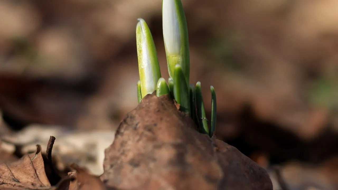 Plant early germination stages