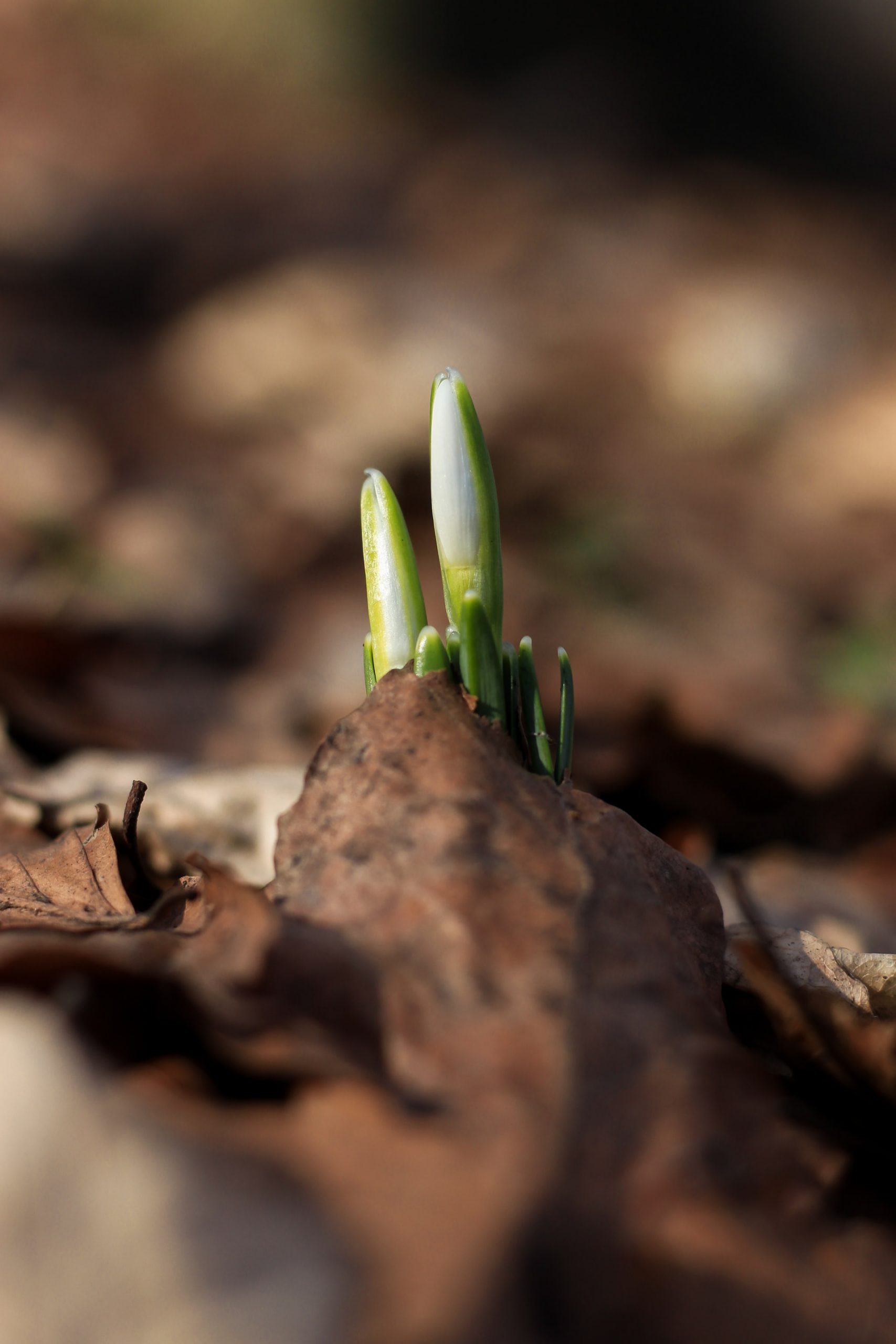 Plant in early stages of germination — used as the genesis of the site rebuild